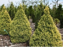 Ель канадская 