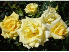 Роза чайно-гибридная 