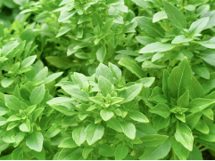 Базилик зеленый Базилик зеленый