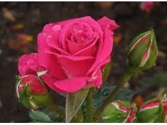 Роза чайно-гибридная 