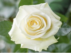 Роза чайно-гибридная 