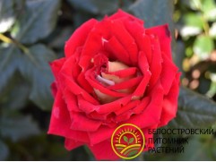 Роза чайно-гибридная 