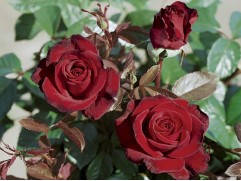 Роза чайно-гибридная 