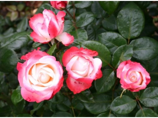 Роза чайно-гибридная Роза чайно-гибридная