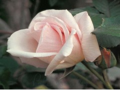 Роза чайно-гибридная 