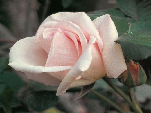 Роза чайно-гибридная Роза чайно-гибридная