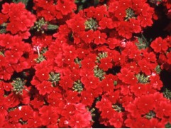 Калибрахоа 