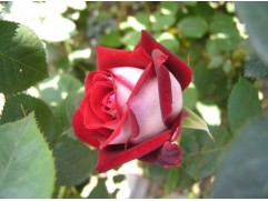 Роза чайно-гибридная 