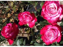 Роза чайно-гибридная 