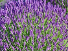 Лаванда узколистная 