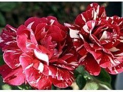 Роза чайно-гибридная 