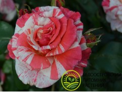 Роза чайно-гибридная 