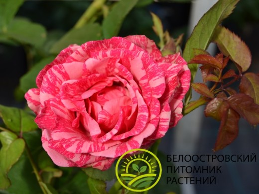 Роза чайно-гибридная Роза чайно-гибридная