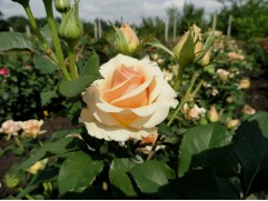 Роза чайно-гибридная 