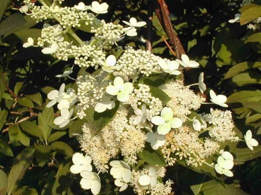 Гортензия метельчатая Гортензия метельчатая