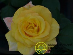 Роза чайно-гибридная 