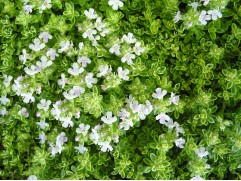 Тимьян ранний Тимьян ранний