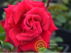 Роза чайно-гибридная 