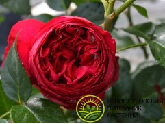 Роза чайно-гибридная 