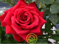 Роза чайно-гибридная 