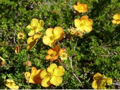 Лапчатка кустарниковая Лапчатка кустарниковая