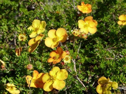 Лапчатка кустарниковая Лапчатка кустарниковая