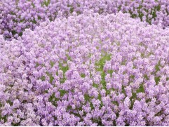 Лаванда узколистная 