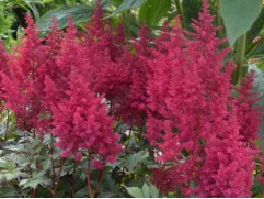 Астильба Арендса 