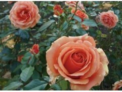 Роза чайно-гибридная 