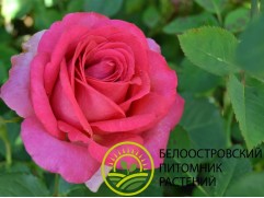 Роза чайно-гибридная 