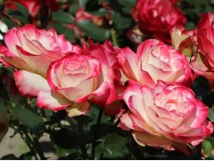 Роза флорибунда 