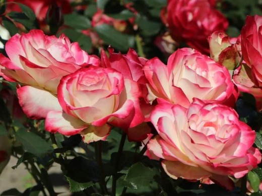 Роза флорибунда Роза флорибунда