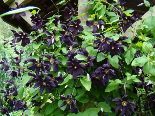 Клематис Клематис