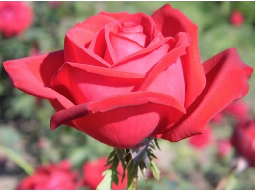 Роза чайно-гибридная Роза чайно-гибридная