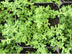 Очиток белый Очиток белый