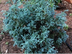 Кипарисовик горохоплодный 