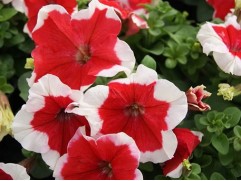 Петуния крупноцветковая 