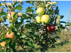 Яблоня Дерево- сад 