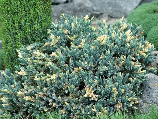 Можжевельник чешуйчатый Можжевельник чешуйчатый