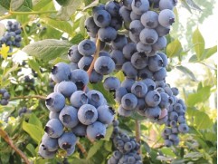 Голубика высокорослая 