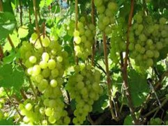 Виноград плодовый 