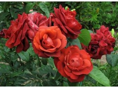 Роза чайно-гибридная 