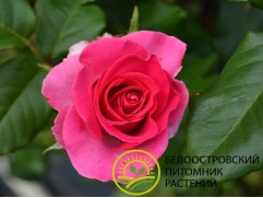 Роза чайно-гибридная 