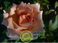 Роза чайно-гибридная 