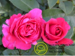 Роза чайно-гибридная 