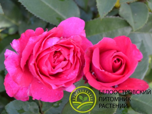 Роза чайно-гибридная Роза чайно-гибридная