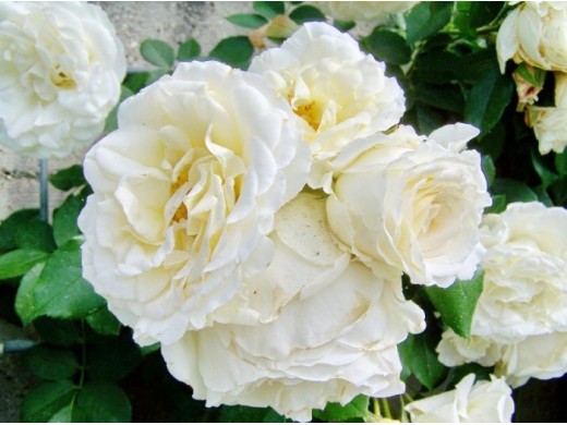 Роза чайно-гибридная Роза чайно-гибридная