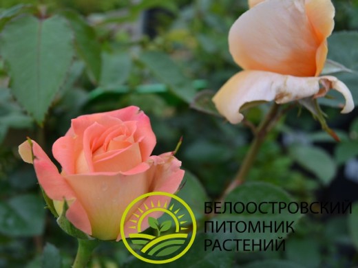 Роза чайно-гибридная Роза чайно-гибридная