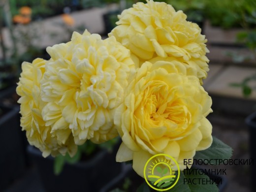 Роза шраб Роза шраб