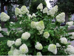 Гортензия метельчатая Гортензия метельчатая